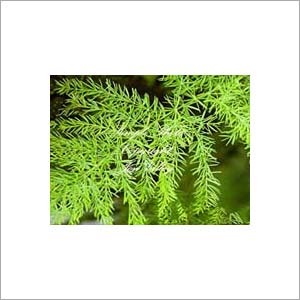 Satavari Extract