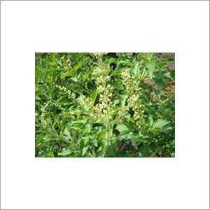 Tulsi Extract