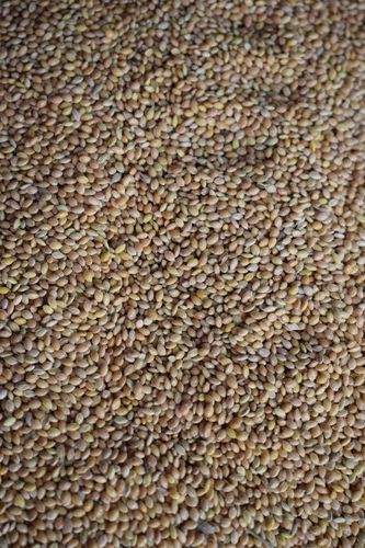 Organic Kangni Bird Feed Dal