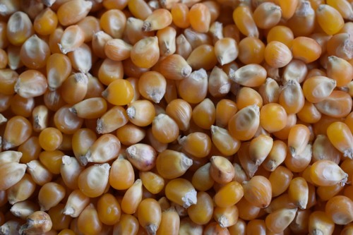 Pop Corn Seeds