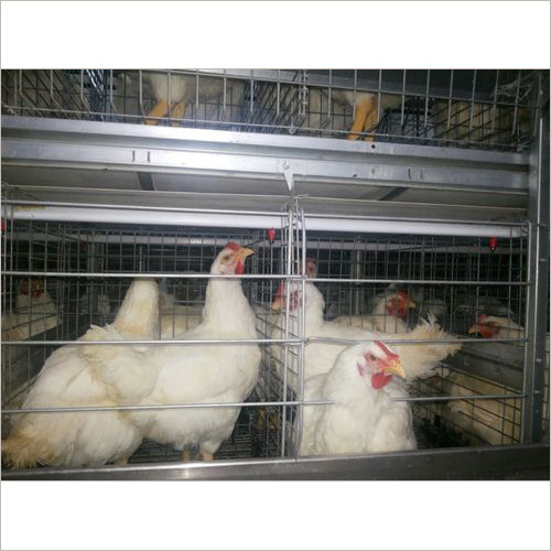 Chicken Cage Box