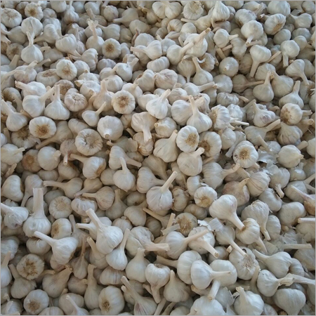 Garlic Bulbs