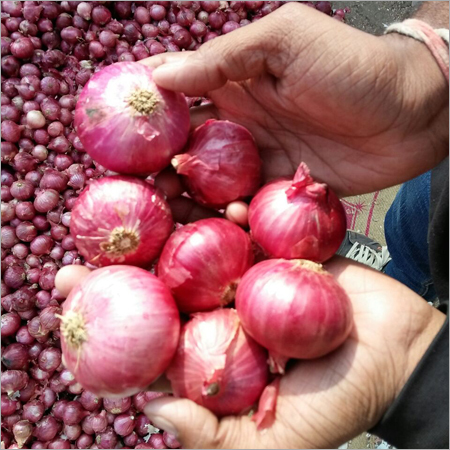 Fresh Red Onion