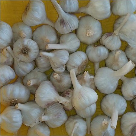 Fresh Garlic