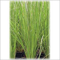Khus Water