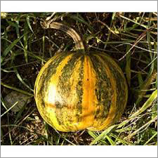 Pumpkin Seed Oil