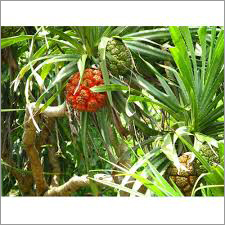 Kewra Kewda Absolute