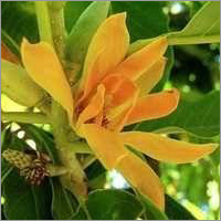 Linden Blossom Absolute
