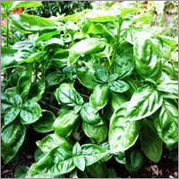 Basil Essential Oil