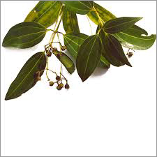 Cinnamon Essential Oil