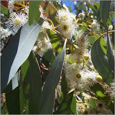 Eucalyptus Essential Oil