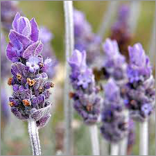 Natural Essential Oil