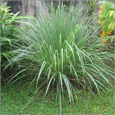 Lemongrass Essential Oil