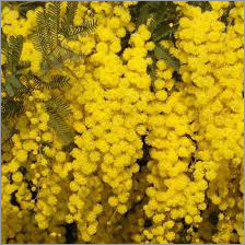 Mimosa Absolute