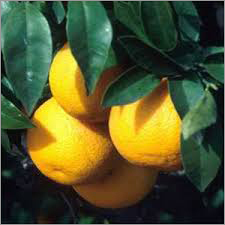 Orange Oil