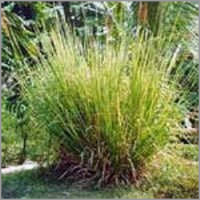 Vetiver Oil