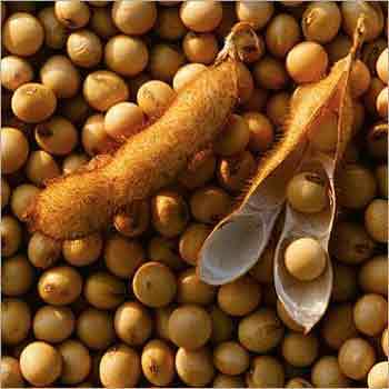 Soya Bean