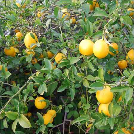 Fresh Lemon