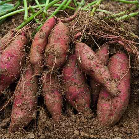 Sweet Potato