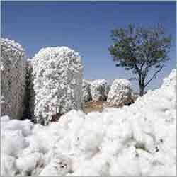 Cotton