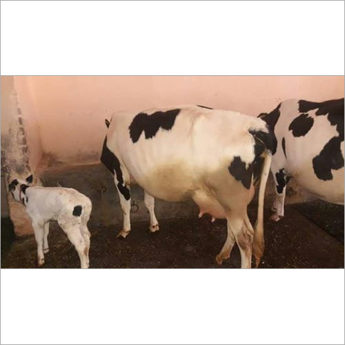 HF Cow Supplier in Uttrakhand