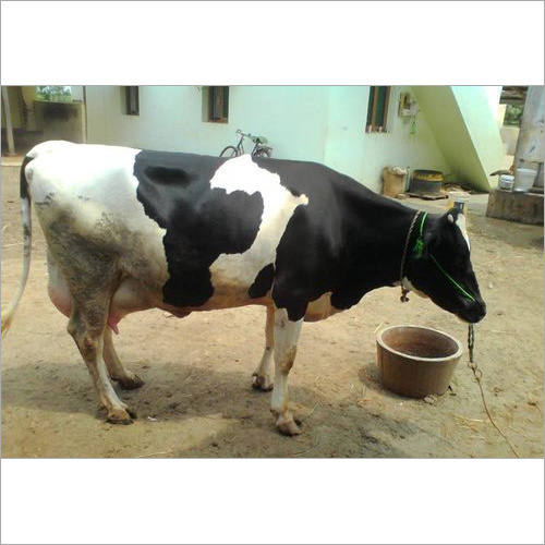 HF Cow Supplier in Maharashtra