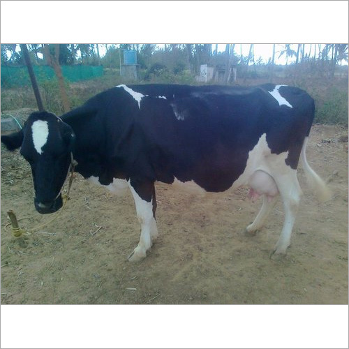 HF Cow Supplier in MP