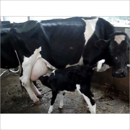HF Cow Supplier in Haryana