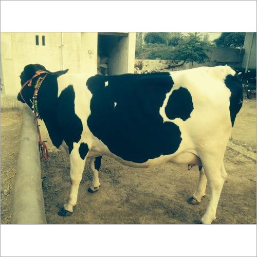 HF Cow Supplier in Gujarat
