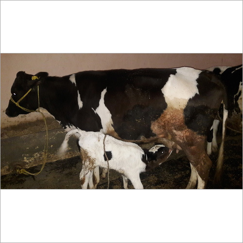 HF Cow Supplier in Dehradun