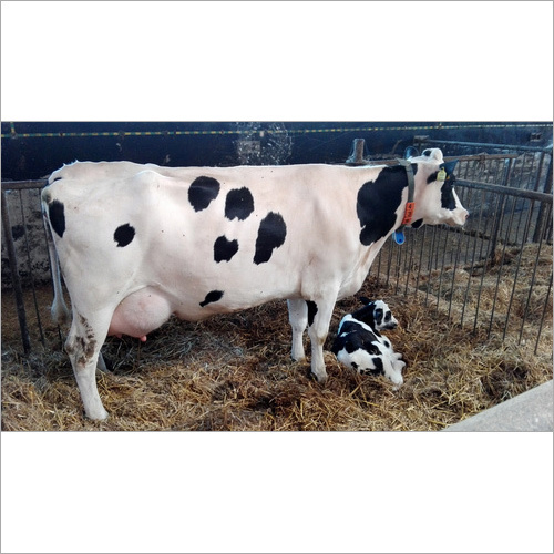 HF Cow Supplier Delhi