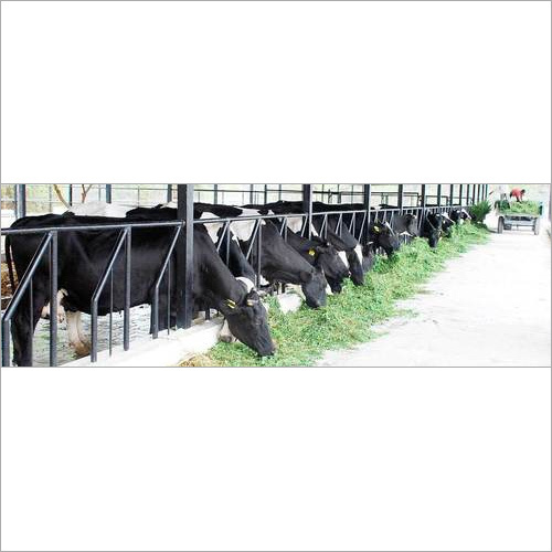 HF cow Dairies