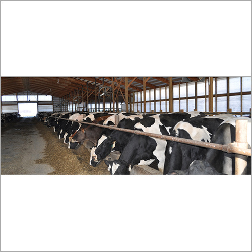 HF cow supplier Farm