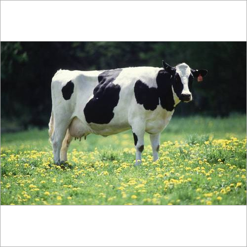 High Milk Yeilding HF Cow Supplier