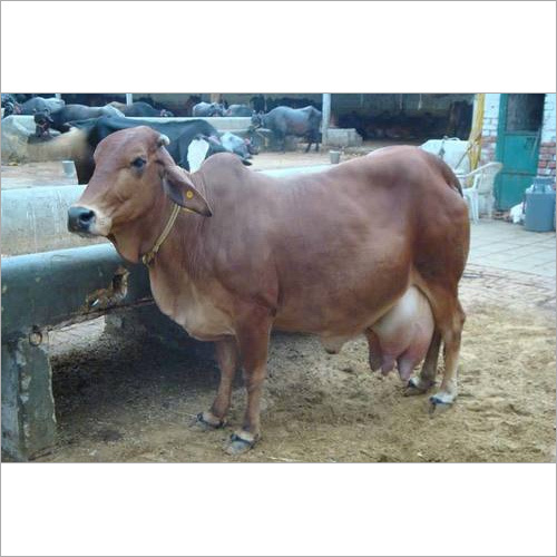Sahiwal Cow Supplier Punjab