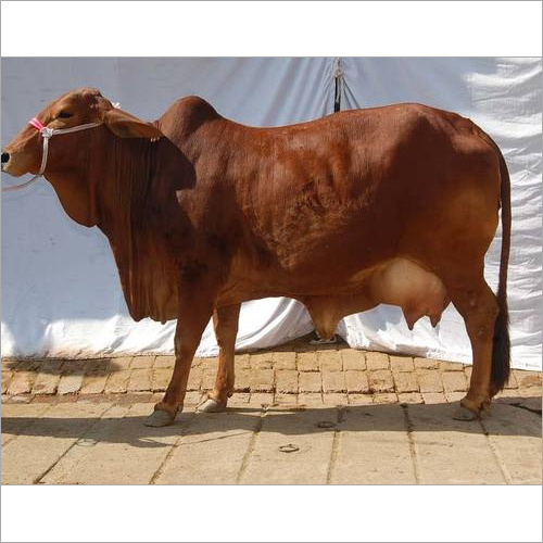 Sahiwal Cow Supplier India