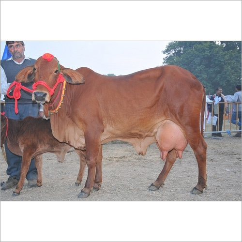 Sahiwal Cow supplier in UP