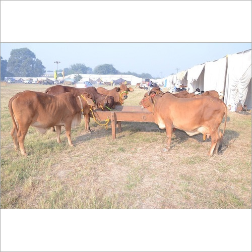 Sahiwal Cow Supplier Haryana