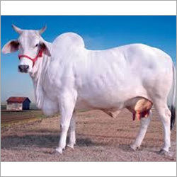 tharparkar cow