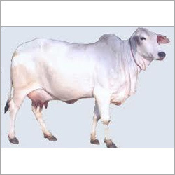 Tharparker Cow Supplier Haryana