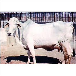 Tharparker Cow Supplier Delhi