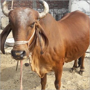 Gir Cow Supplier India
