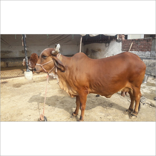 Gir Cow Supplier Gujarat