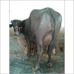 Murrah Buffalo Supplier Uchana