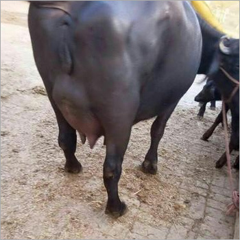 Murrah Buffalo Supplier Rohtak