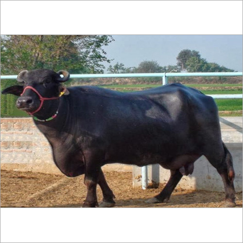 Murrah Buffalo Supplier Karnal