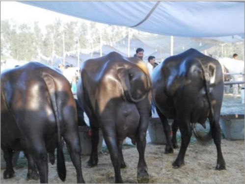Murrah Buffalo Supplier Haryana