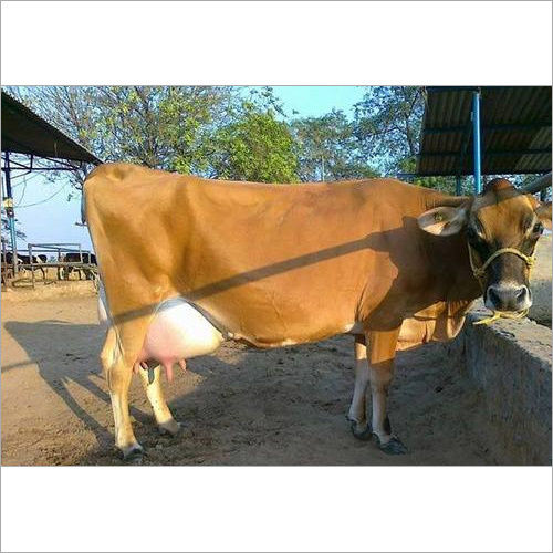 Jersey Cow Supplier India