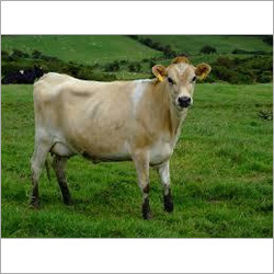 Jersey Cow Supplier Haryana