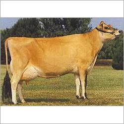 Jersey Cow Supplier Delhi
